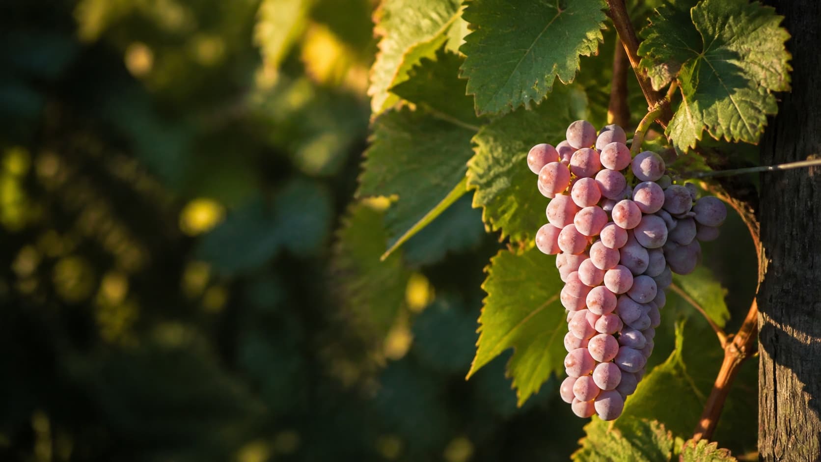 Ripe pink-grey Souvignier Gris bunch in warm vineyard light